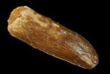 Fossil Sauropod Dinosaur (Rebbachisaurus) Tooth - Morocco #140626-1